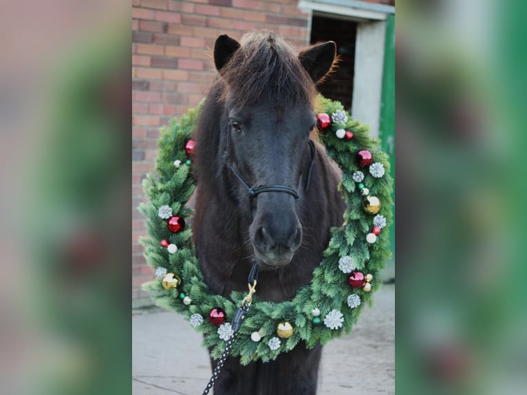 Pony Islandese Giumenta 14 Anni 140 cm Morello in Petershagen