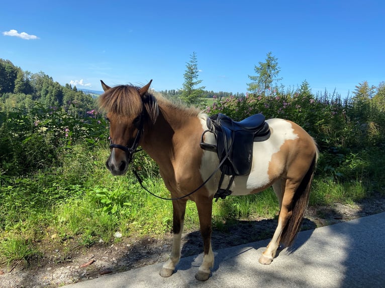 Pony Islandese Giumenta 14 Anni 140 cm Pezzato in Kirchleerau-Moosleerau