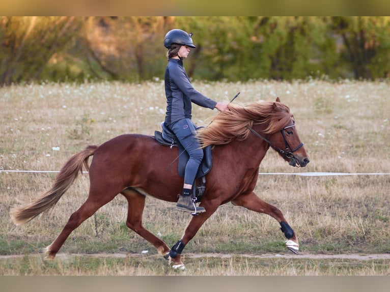 Pony Islandese Giumenta 14 Anni 140 cm Sauro in Brauneberg