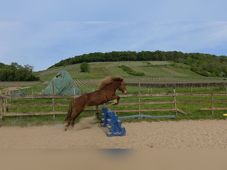 Pony Islandese Giumenta 14 Anni 140 cm Sauro in Brauneberg