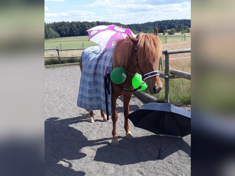 Pony Islandese Giumenta 14 Anni 140 cm Sauro in Brauneberg