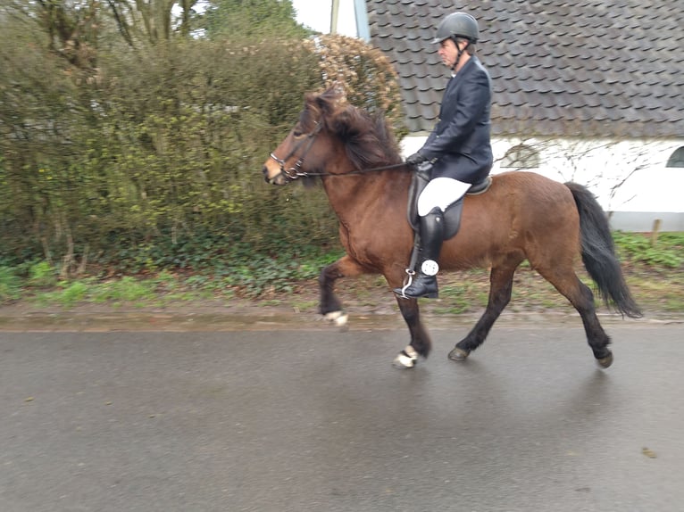 Pony Islandese Giumenta 14 Anni 142 cm Baio in Dreumel
