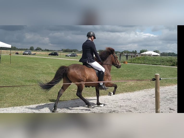 Pony Islandese Giumenta 14 Anni 142 cm Baio in Dreumel
