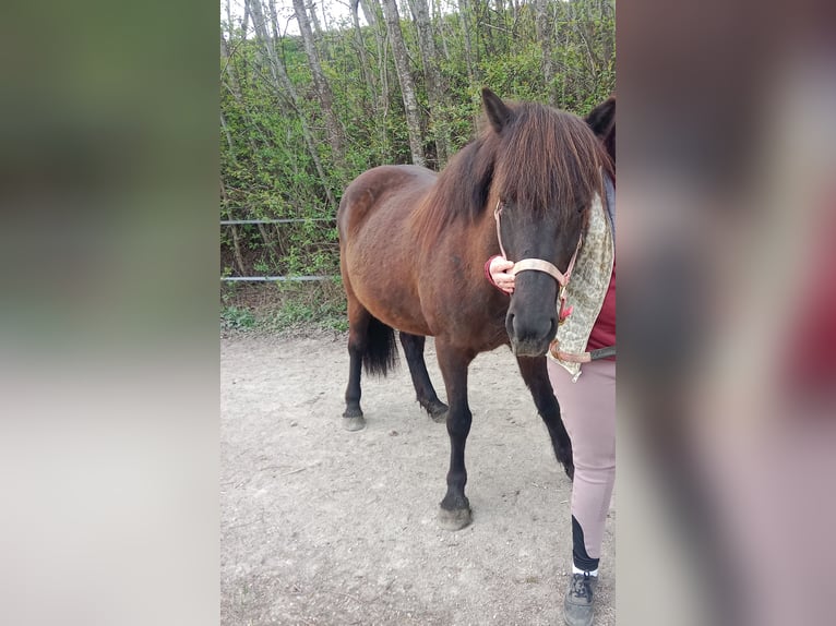 Pony Islandese Giumenta 14 Anni 145 cm Morello in Schaftal