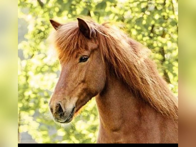 Pony Islandese Giumenta 14 Anni 145 cm Sauro in N&#xF6;rdlingenN&#xF6;rdlingen