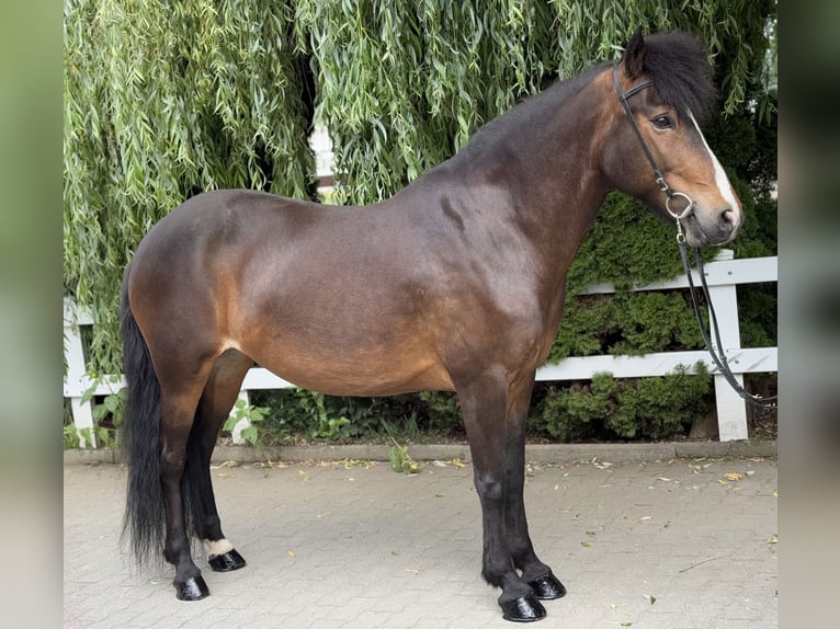 Pony Islandese Giumenta 14 Anni 146 cm Baio in Lochen am See