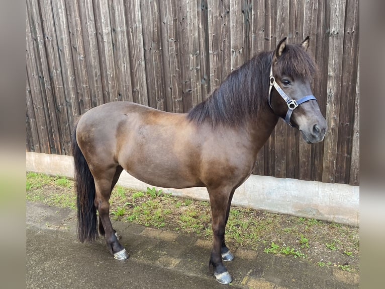 Pony Islandese Giumenta 14 Anni Baio scuro in Graach