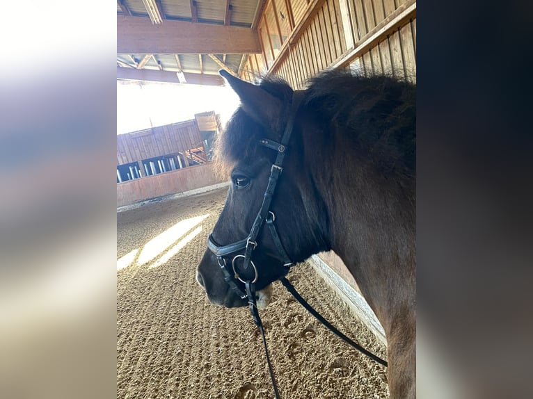 Pony Islandese Giumenta 14 Anni Baio scuro in Graach