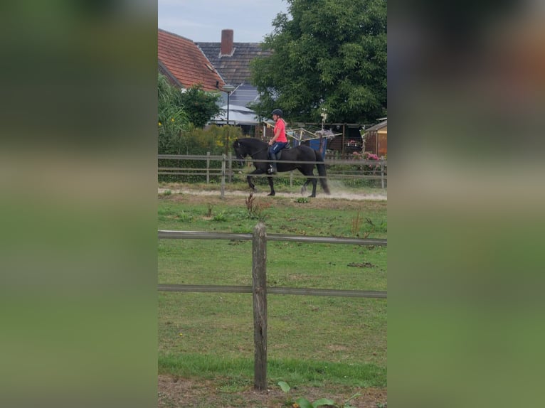 Pony Islandese Giumenta 14 Anni in Arcen