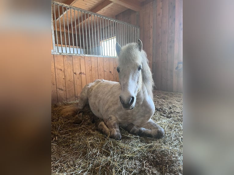 Pony Islandese Giumenta 14 Anni Falbo baio in Wiesenfelden