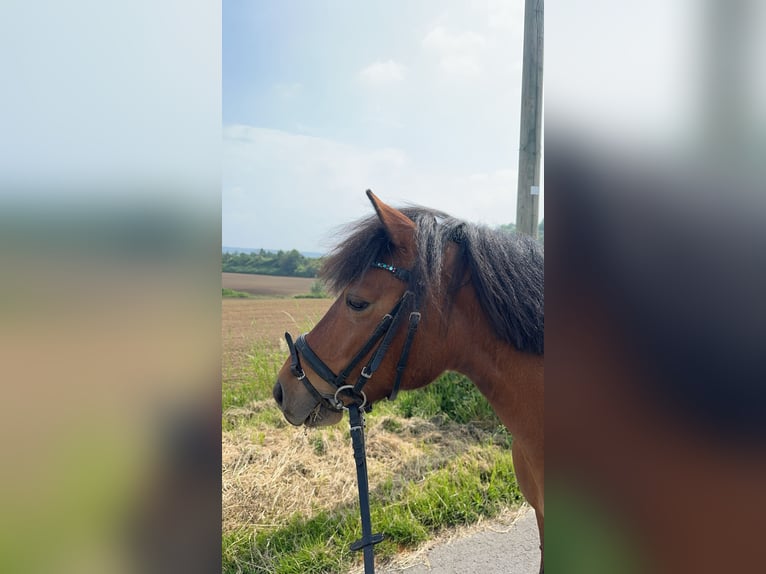 Pony Islandese Mix Giumenta 15 Anni 133 cm Baio in Kehl