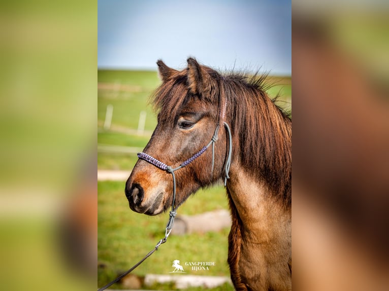 Pony Islandese Giumenta 15 Anni 135 cm Baio in Aichtal