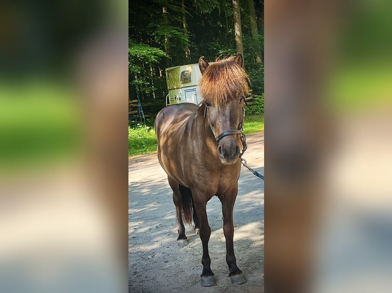 Pony Islandese Giumenta 15 Anni 135 cm Baio nero in Neustadt am Rübenberge
