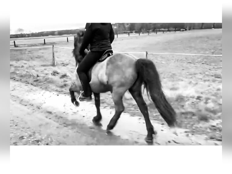Pony Islandese Giumenta 15 Anni 135 cm Baio nero in Neustadt am Rübenberge