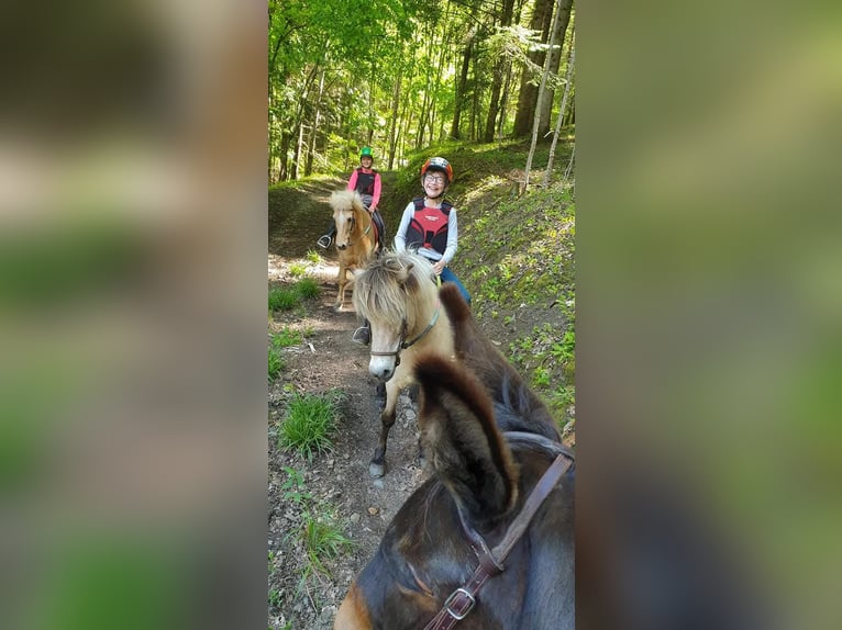 Pony Islandese Giumenta 15 Anni 135 cm Falbo in Moosch