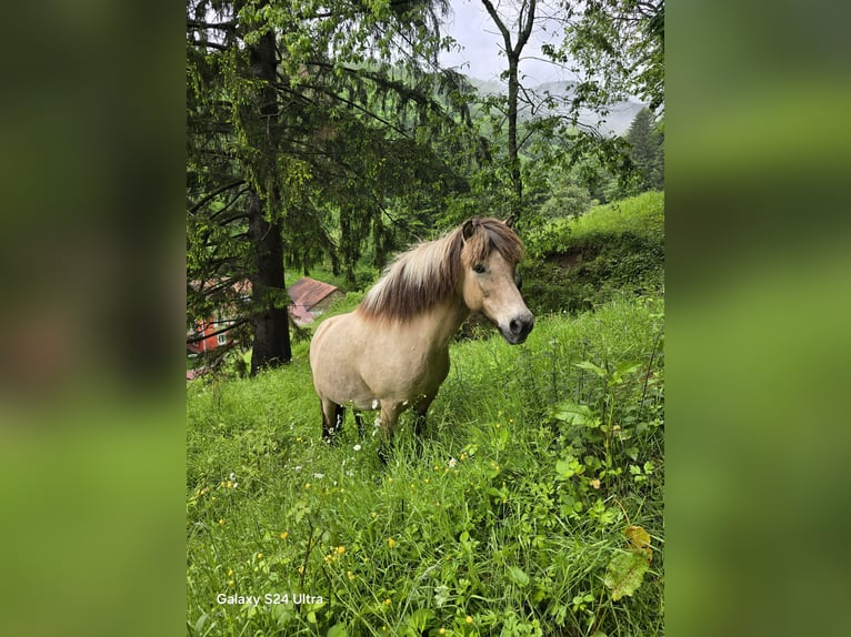 Pony Islandese Giumenta 15 Anni 135 cm Falbo in Moosch