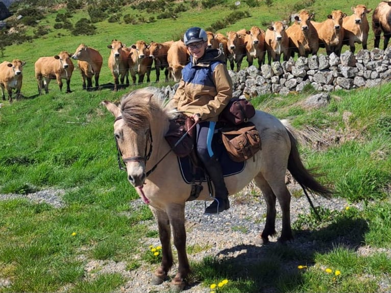 Pony Islandese Giumenta 15 Anni 135 cm Falbo in Moosch