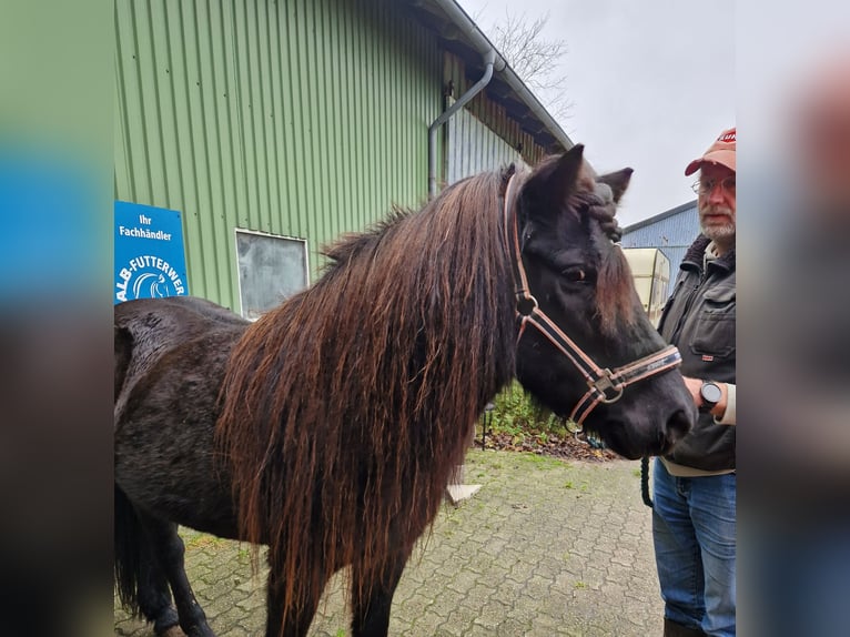 Pony Islandese Giumenta 15 Anni 135 cm Morello in Süderlügum