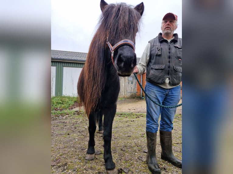 Pony Islandese Giumenta 15 Anni 135 cm Morello in Süderlügum