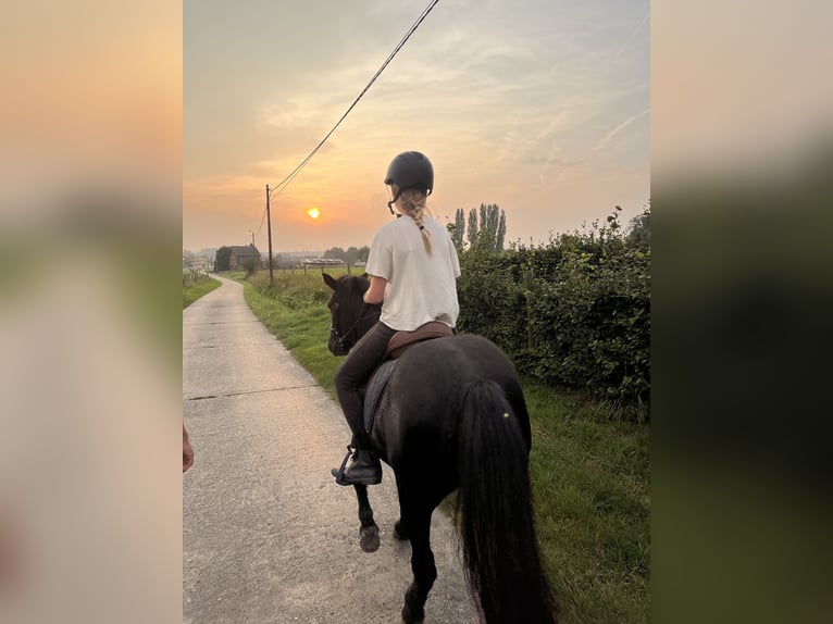 Pony Islandese Giumenta 15 Anni 135 cm Morello in Hoeleden