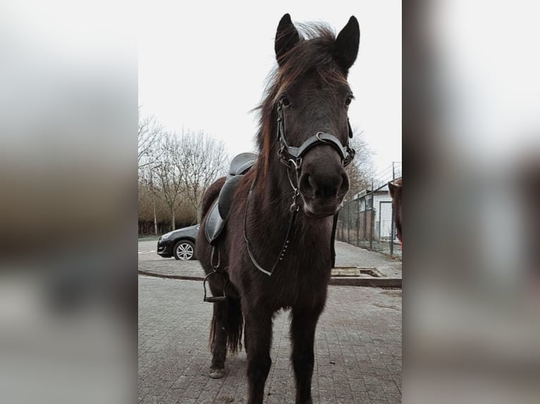 Pony Islandese Giumenta 15 Anni 135 cm Morello in Hoeleden