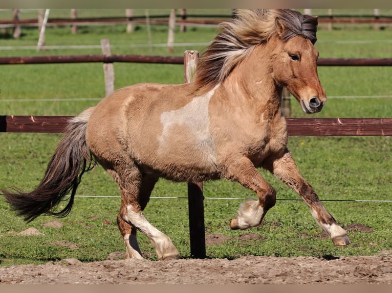 Pony Islandese Giumenta 15 Anni 136 cm Pezzato in Südlohn