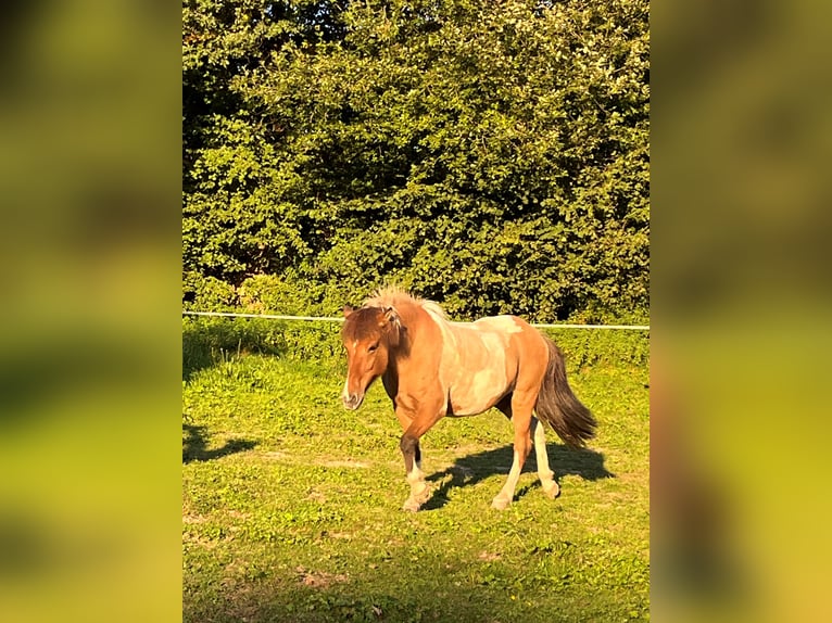 Pony Islandese Giumenta 15 Anni 136 cm Pezzato in Moosleerau