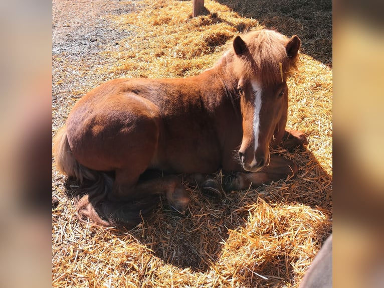 Pony Islandese Giumenta 15 Anni 137 cm Sauro in Eppishausen