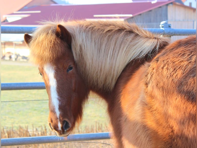 Pony Islandese Giumenta 15 Anni 137 cm Sauro in Eppishausen