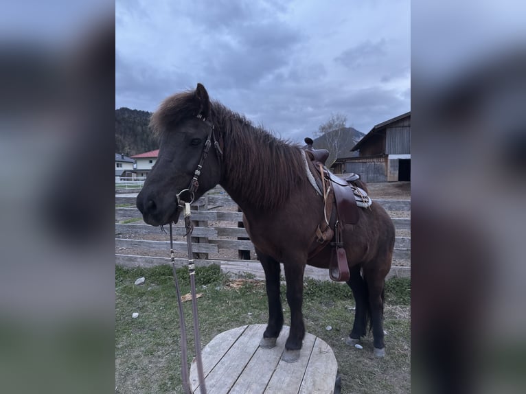 Pony Islandese Giumenta 15 Anni 138 cm Morello in Scharnitz