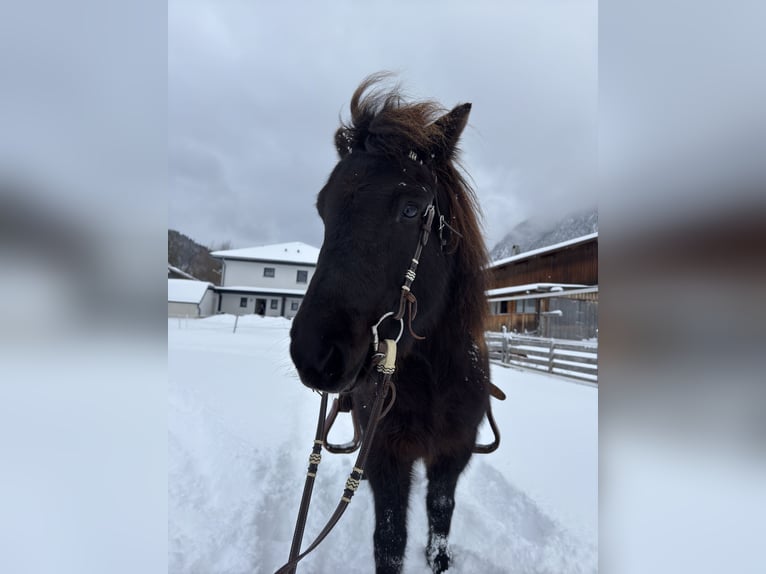 Pony Islandese Giumenta 15 Anni 138 cm Morello in Scharnitz