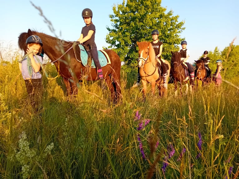 Pony Islandese Giumenta 15 Anni 138 cm Pezzato in Kandel