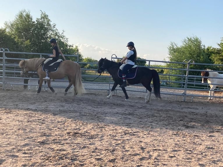 Pony Islandese Giumenta 15 Anni 138 cm Pezzato in Kandel