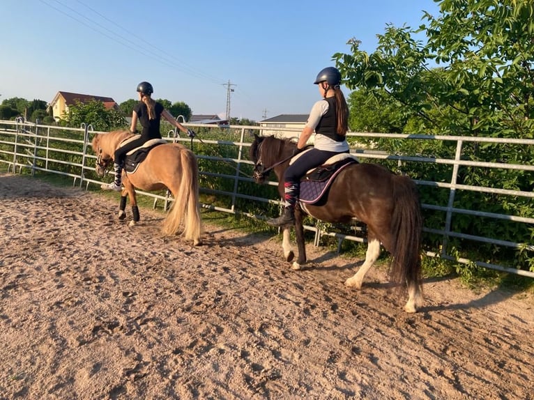Pony Islandese Giumenta 15 Anni 138 cm Pezzato in Kandel