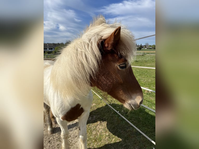 Pony Islandese Mix Giumenta 15 Anni 139 cm Pezzato in Dortmund