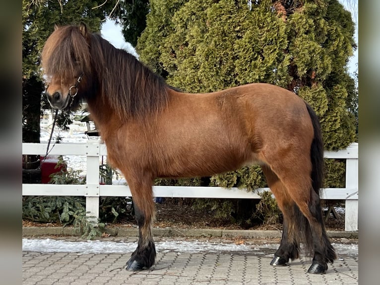Pony Islandese Giumenta 15 Anni 140 cm Baio in Lochen am See