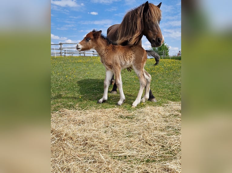 Pony Islandese Giumenta 15 Anni 140 cm Baio in Wadern