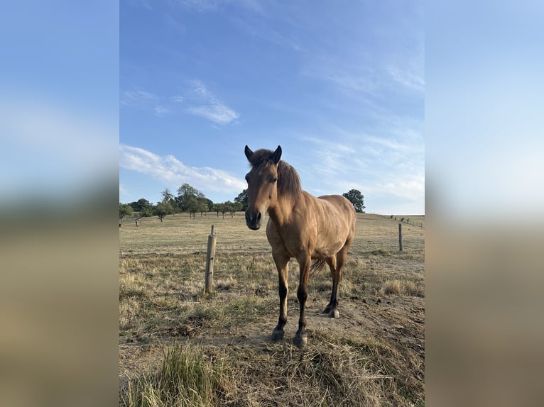 Pony Islandese Giumenta 15 Anni 140 cm Baio in Breitenfurt bei Wien