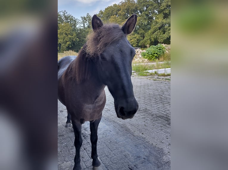 Pony Islandese Giumenta 15 Anni 140 cm Roano blu in Leuvenheim