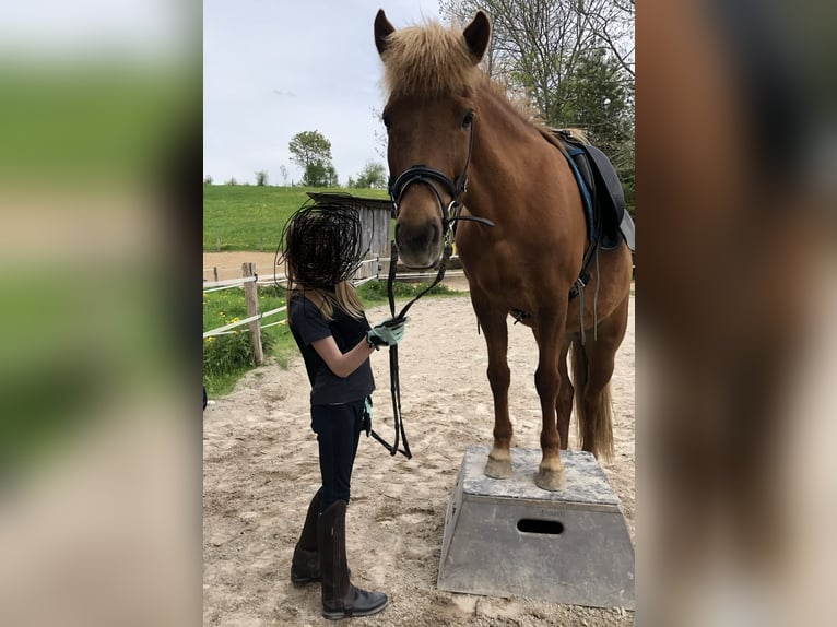 Pony Islandese Giumenta 15 Anni 142 cm Sauro in Buch am Buchrain