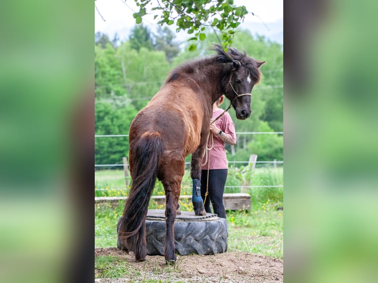 Pony Islandese Giumenta 15 Anni 143 cm Morello in St.Jakob Im Rosental