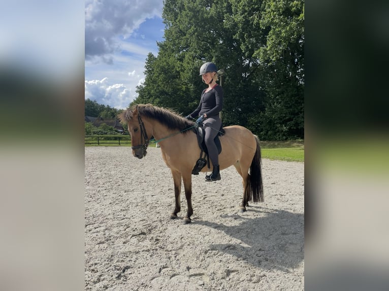 Pony Islandese Giumenta 15 Anni Falbo in Hohenfelde