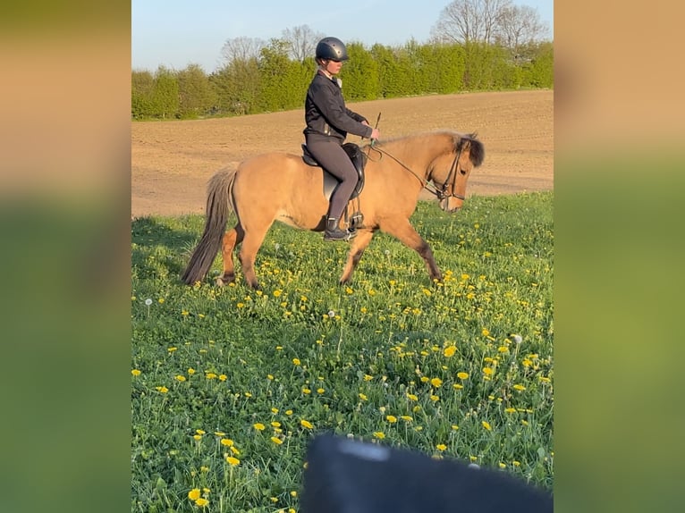 Pony Islandese Giumenta 15 Anni Falbo in Hohenfelde