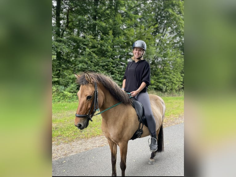 Pony Islandese Giumenta 15 Anni Falbo in Hohenfelde