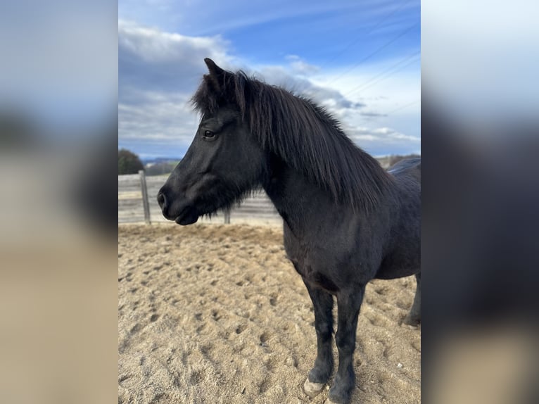 Pony Islandese Giumenta 15 Anni Morello in St. Stefan im Rosental