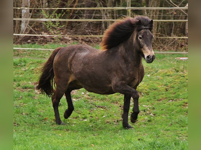 Pony Islandese Giumenta 15 Anni Pelle di daino in Saarland