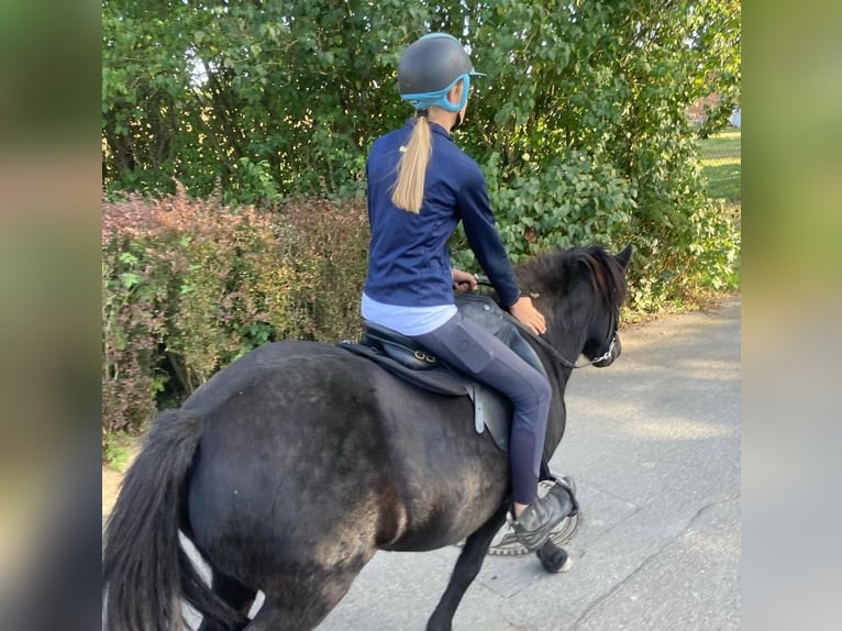 Pony Islandese Giumenta 16 Anni 131 cm Morello in Kirchn&#xFC;chel