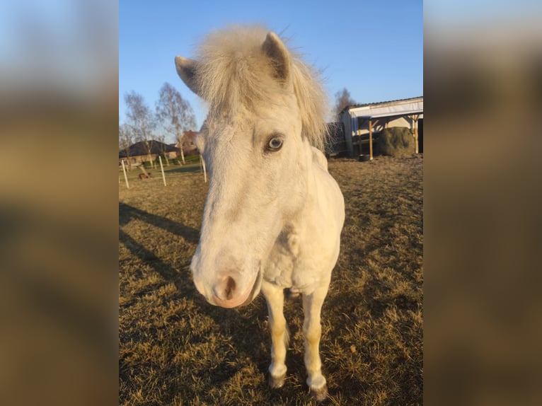 Pony Islandese Giumenta 16 Anni 133 cm Cremello in Gresse