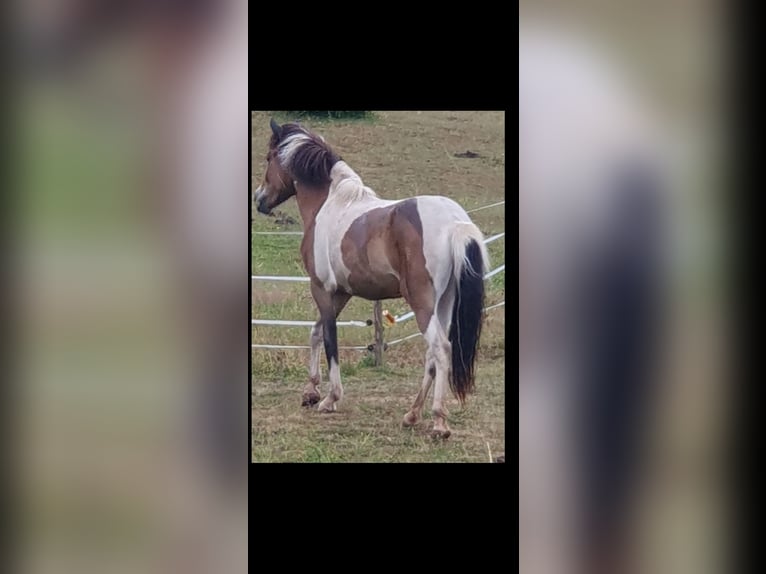 Pony Islandese Giumenta 16 Anni 134 cm Baio nero in Hümmel