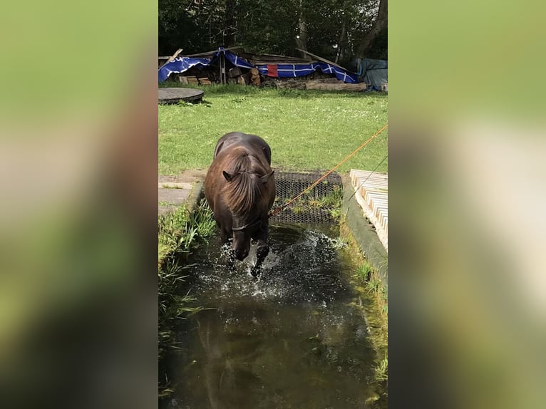 Pony Islandese Giumenta 16 Anni 136 cm Morello in Kiel